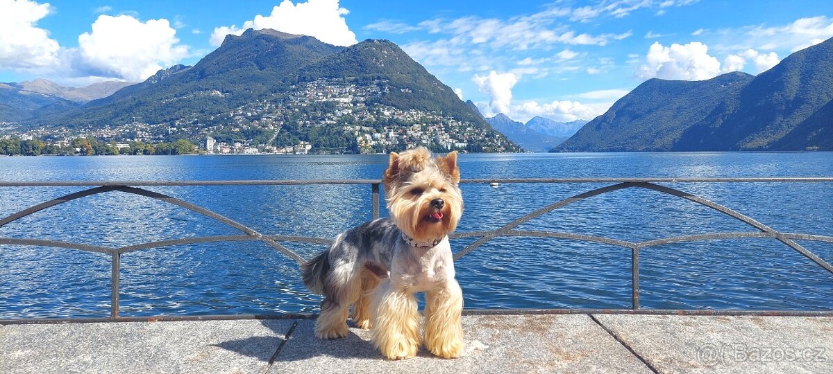 Jorkšírsky teriér, krytí Ne na prodej - 7