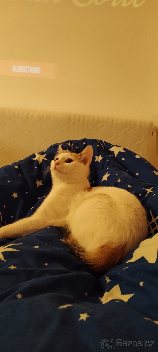 Darují Kočičku - 7