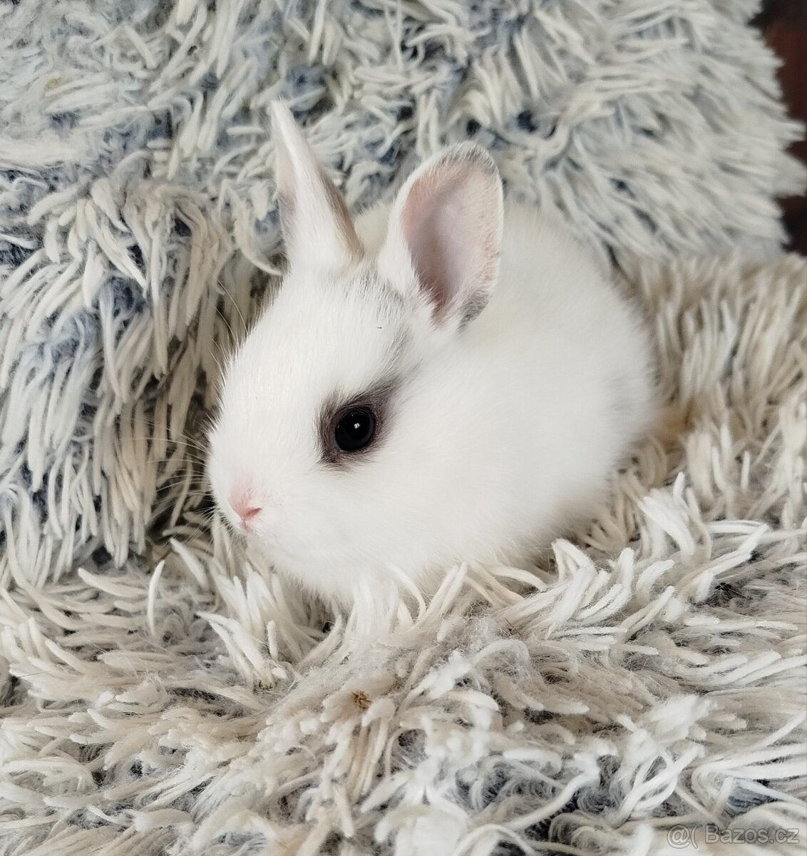 Zakrslý králík - 7