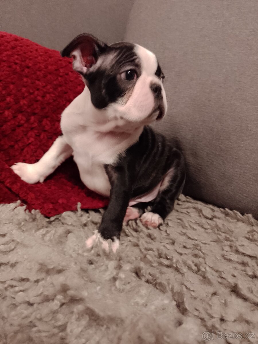 Bostonský teriér s PP FCI - 7