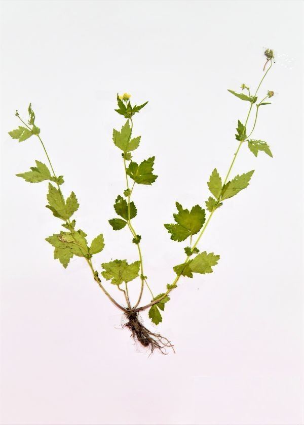 Prodám kvalitní herbář - 7