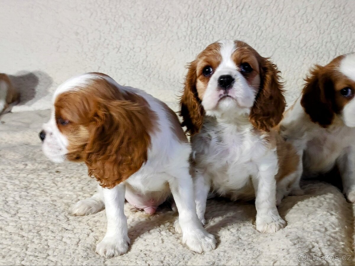 Kavalír king Charles španěl - 7
