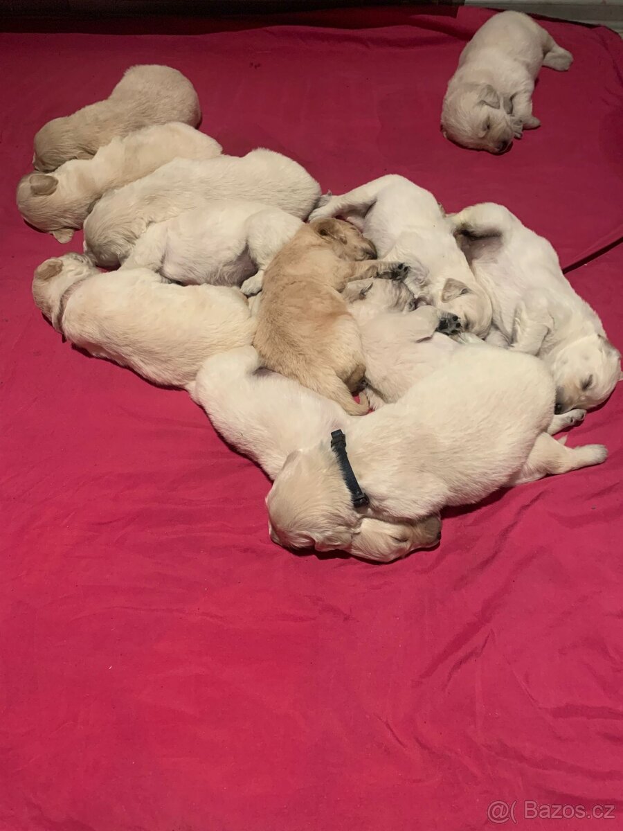 Zlatý retrívr štěňátka 🐶 - 7