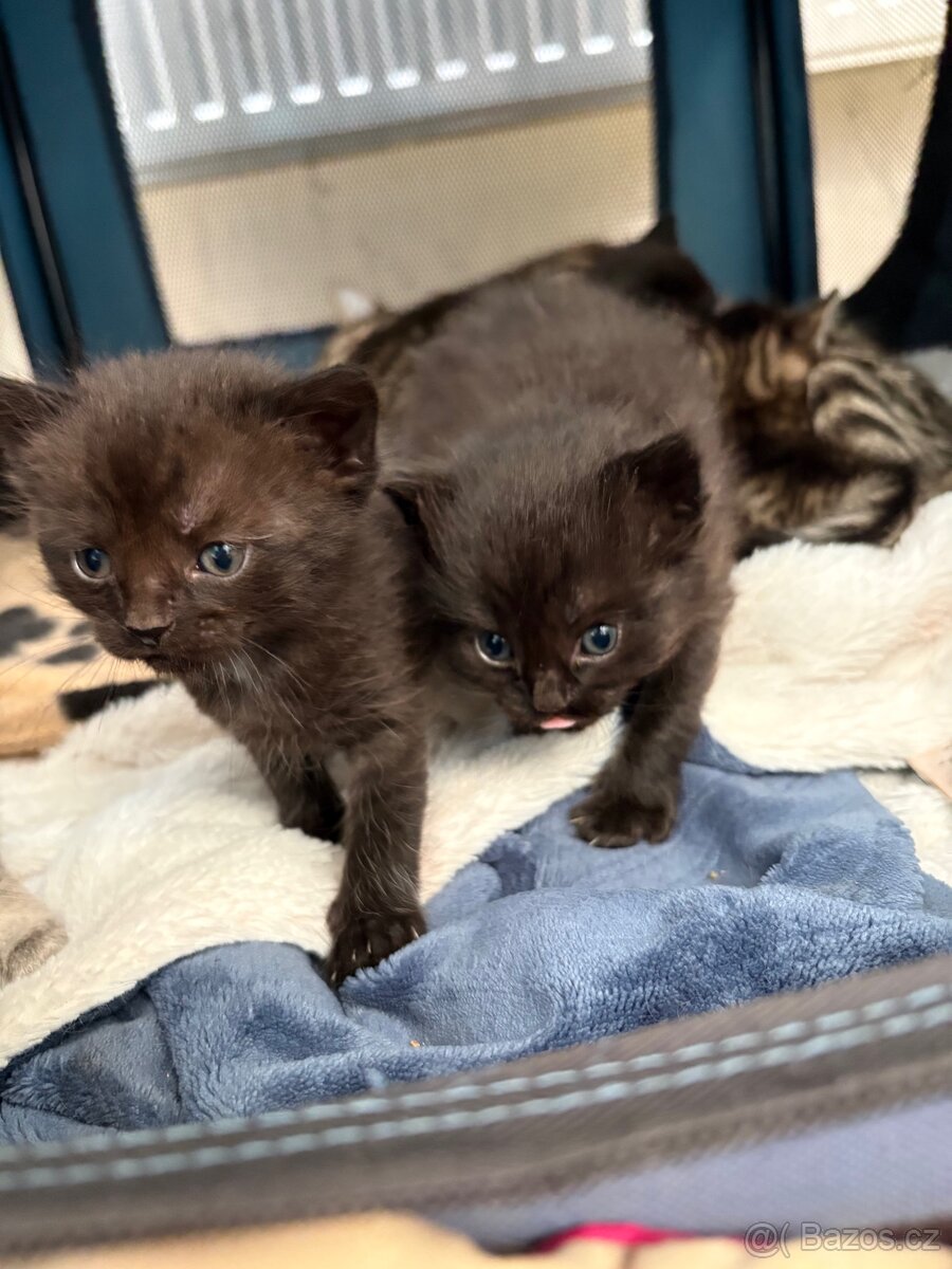 Bengálská/britská koťata - 7