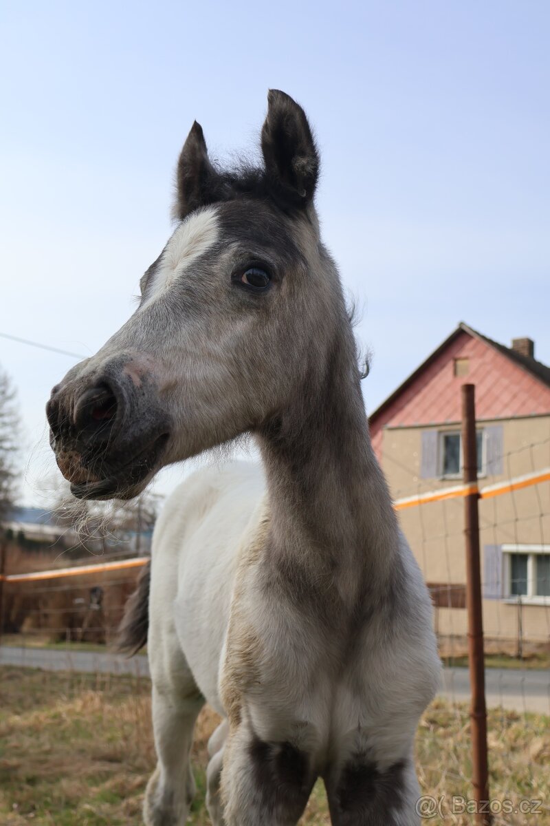 Appaloosa hřebeček - 7