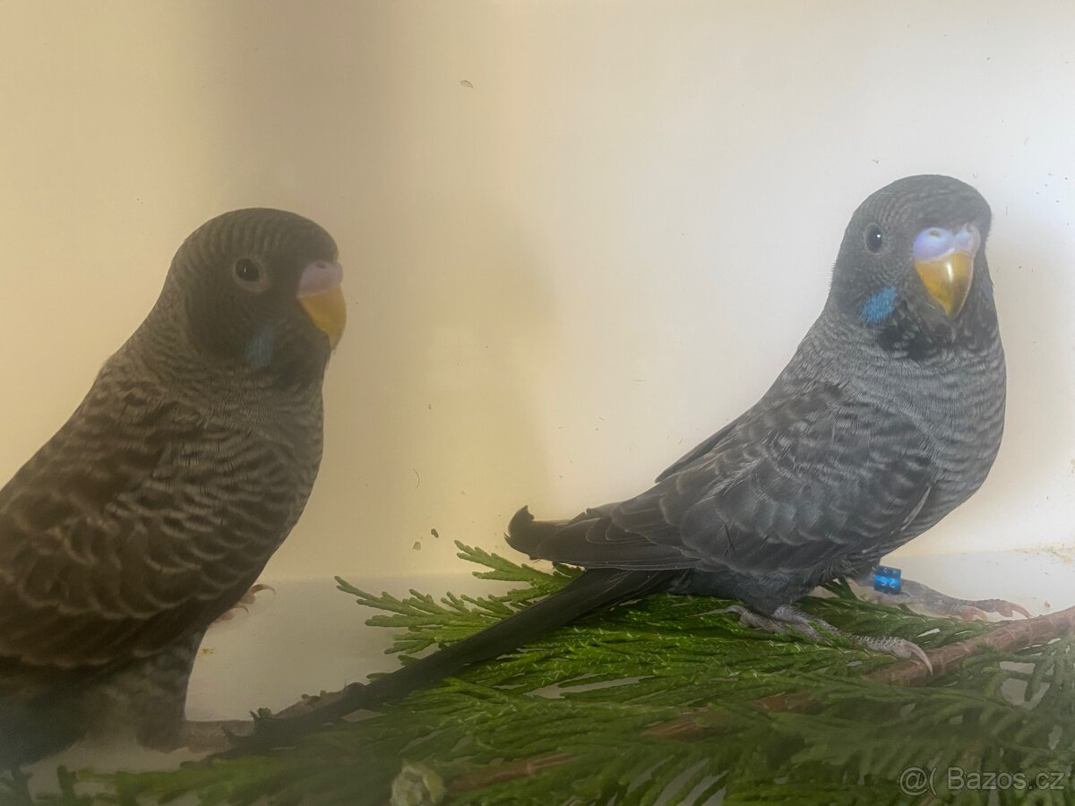 Prodám Andulky BF/BW - štěpáky BW naBF - 7