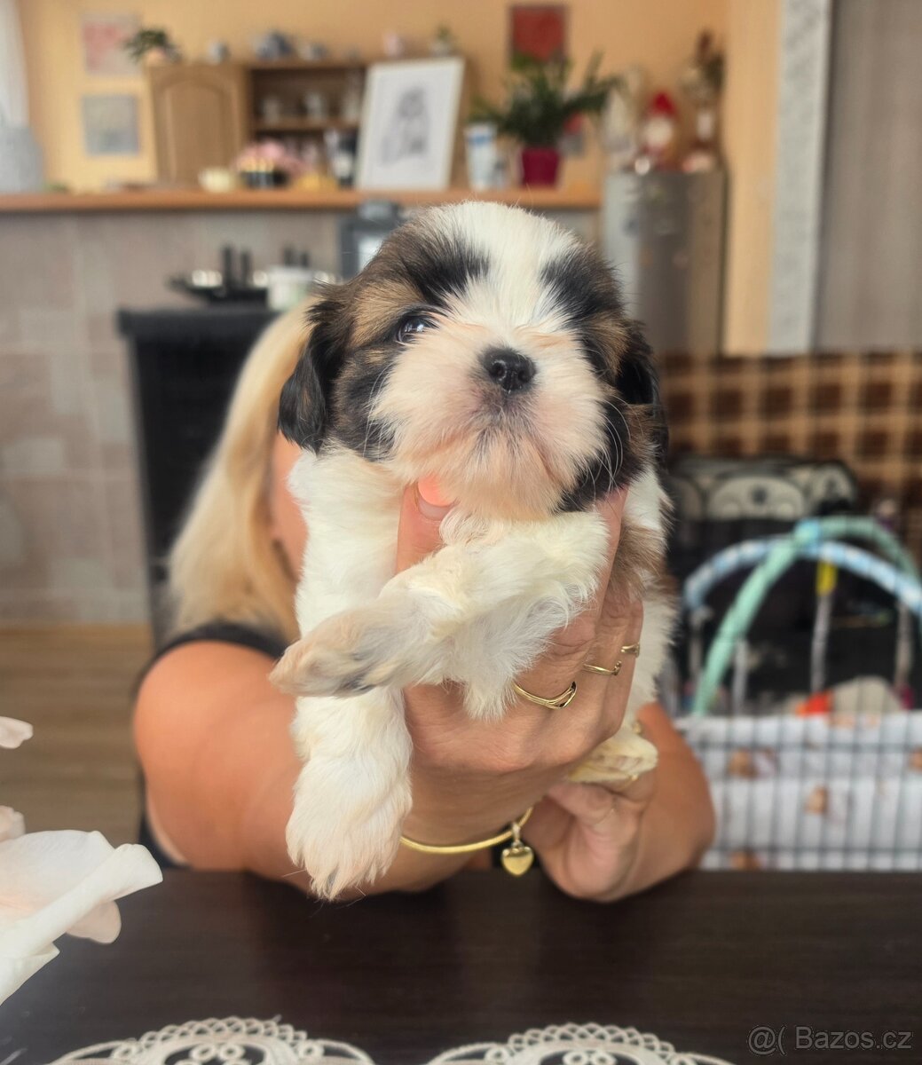 Shih-tzu, shih tzu - 7