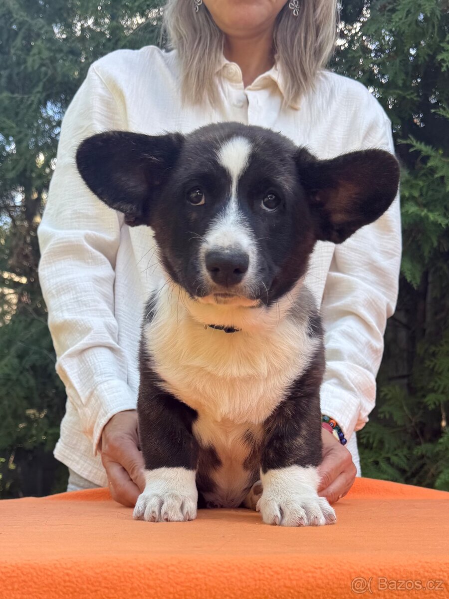 Welsh corgi cardigan s PP. - 7