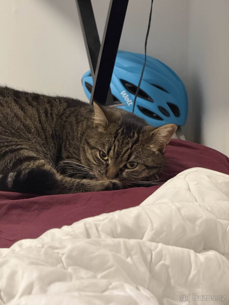 Daruji 2 roky starou kočičku, kastrovaná. + vybavení. - 7