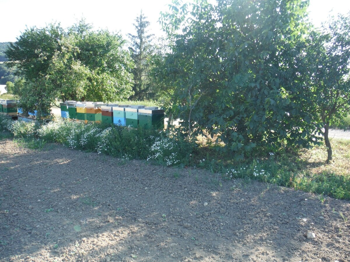 Prodej včelstev i železných stojanů - 7