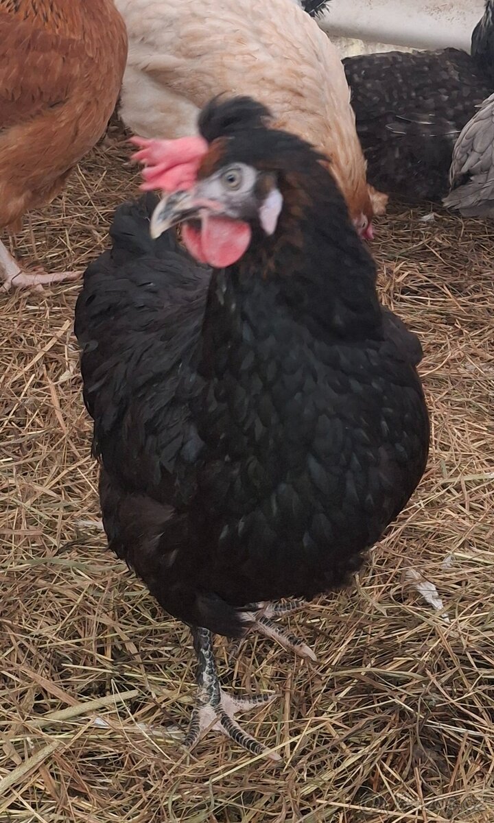 Kurice, slepice, nosnice - 7