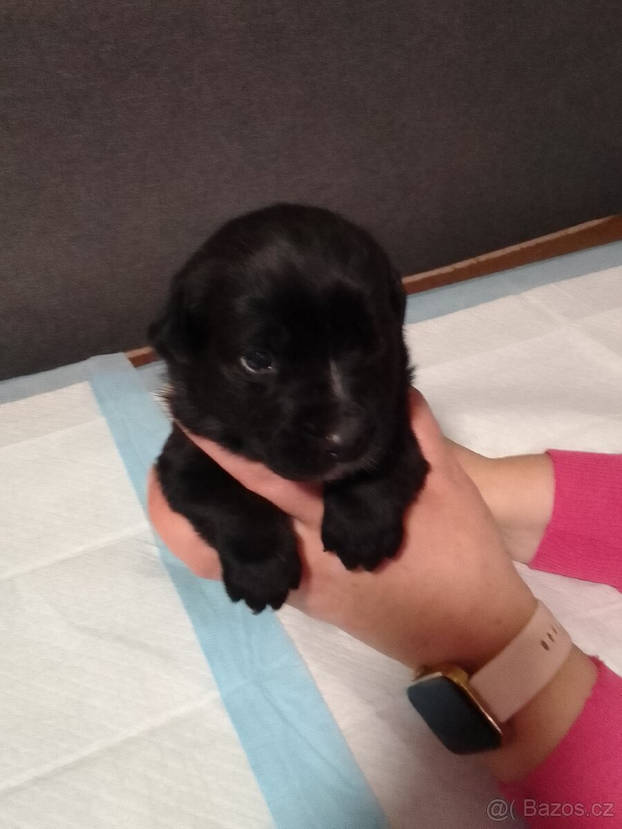 Štěňata - 7