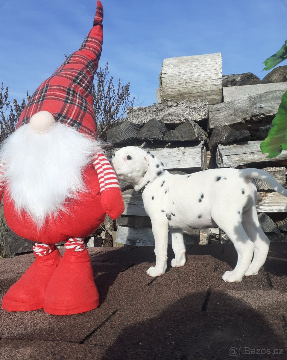 Dalmatin již k odběru - 7