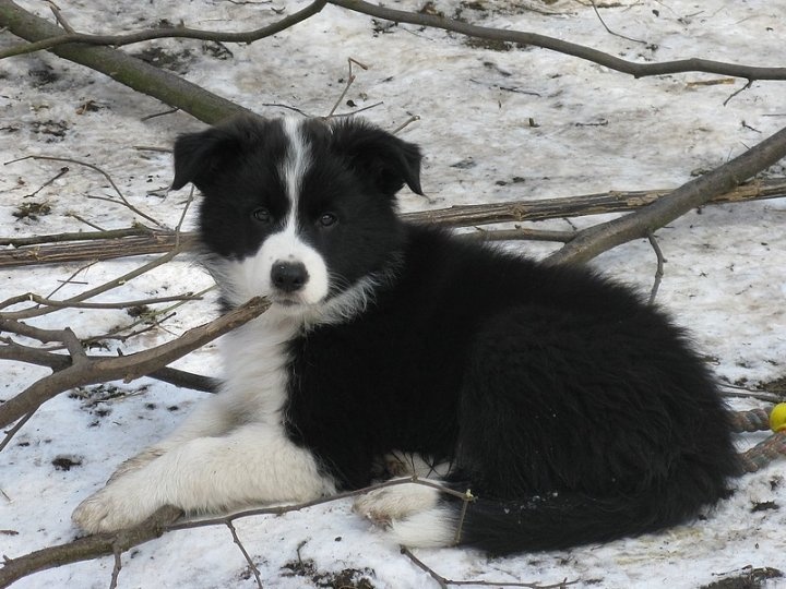 Štěňata border kolie s PP - již k odběru - 7