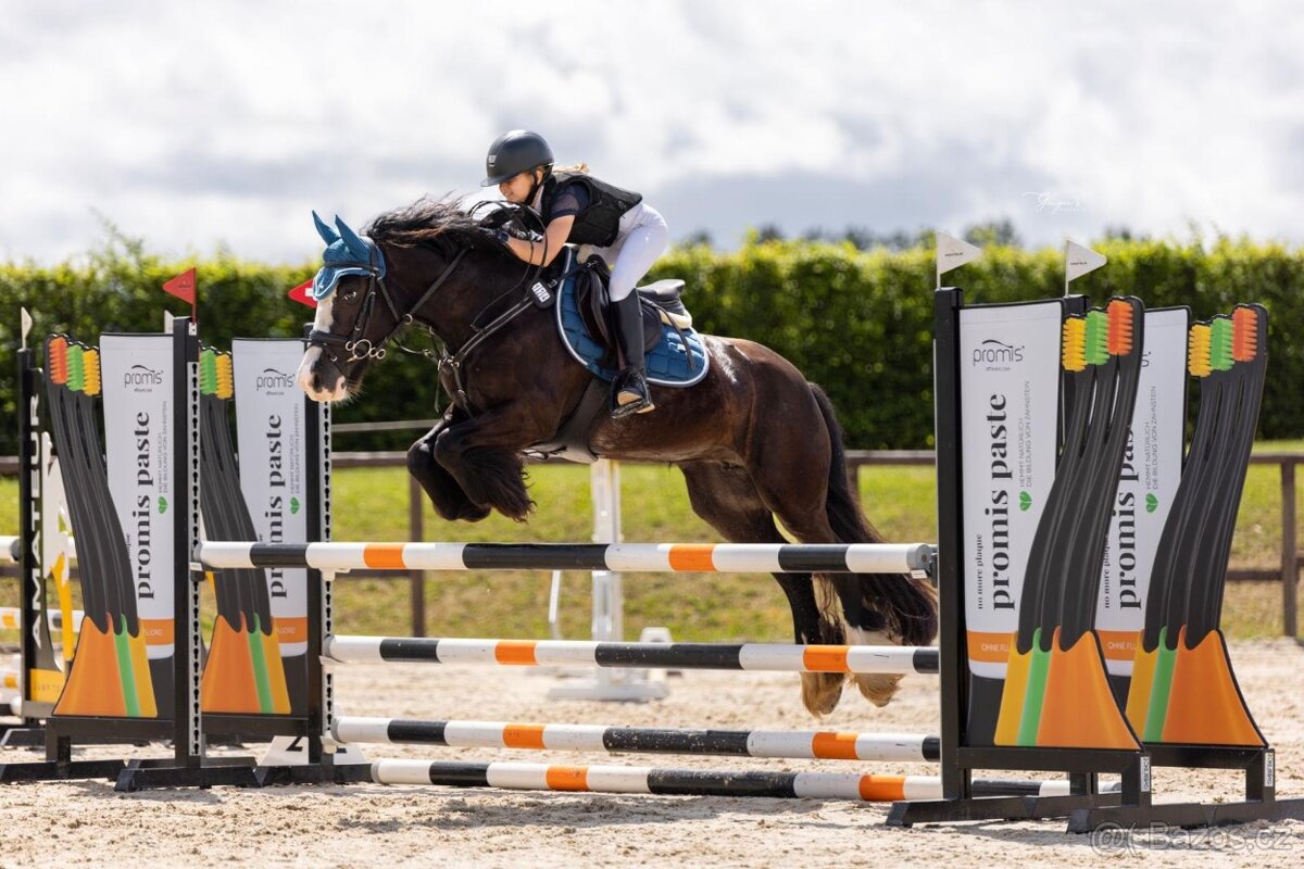 Skvělý PONY B (irský cob do sportu) PRODEJ, výkonnost SP - 7