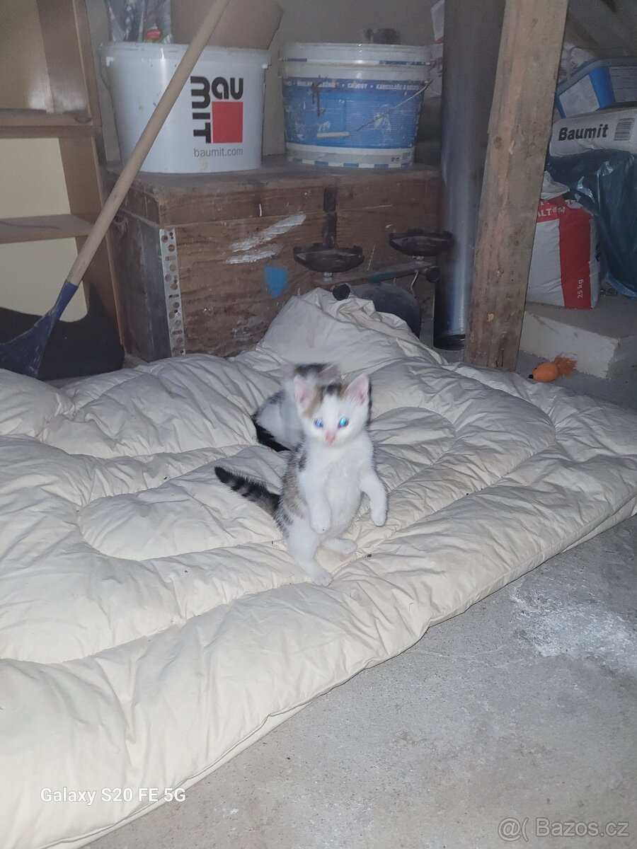 Koťata - 7
