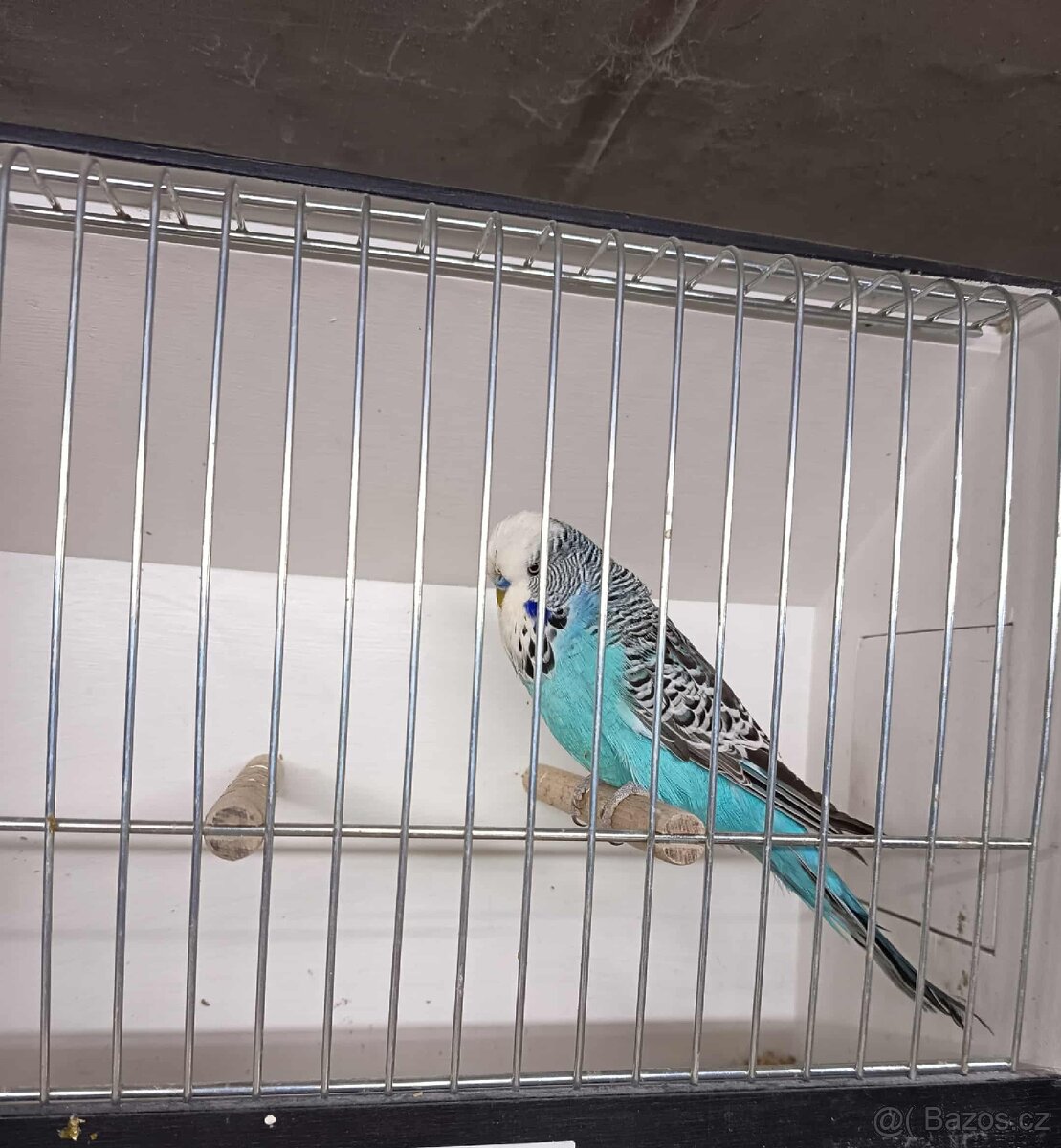 Andulky výstavní - samci - 7