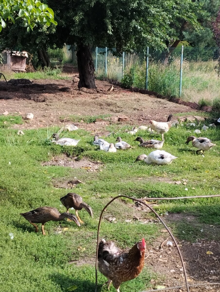 Kachny, kachny a kachny - 7