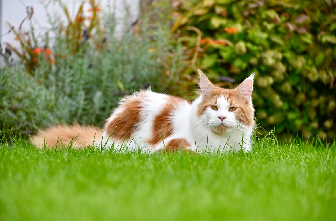 Mainská mývalí krytí - kocour s PP - 7