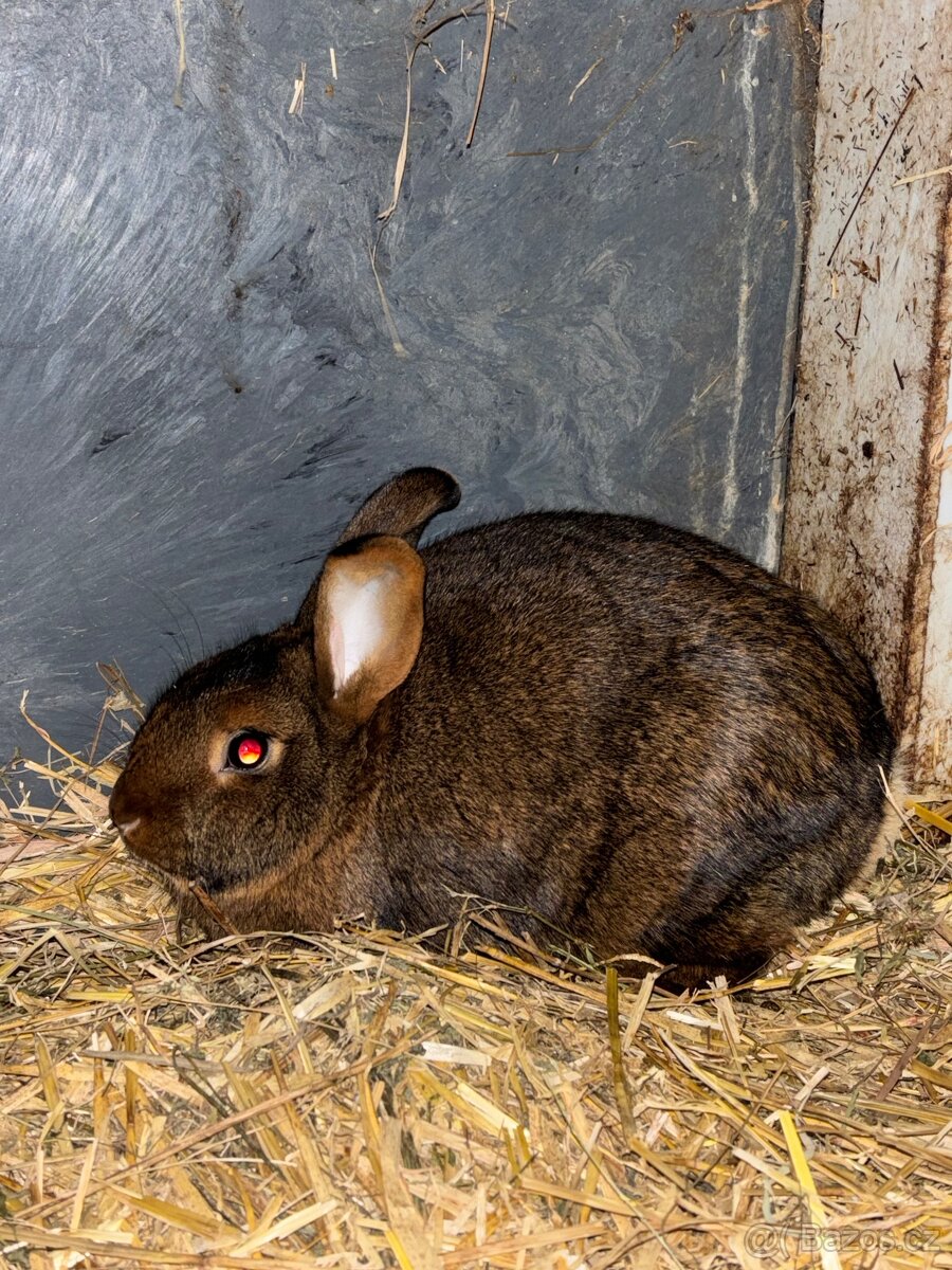 Králík - 7