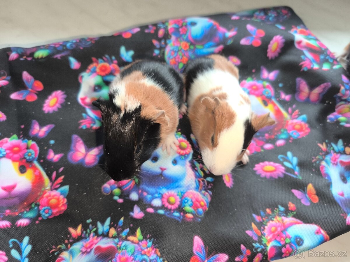 Morčeci miminka - 7