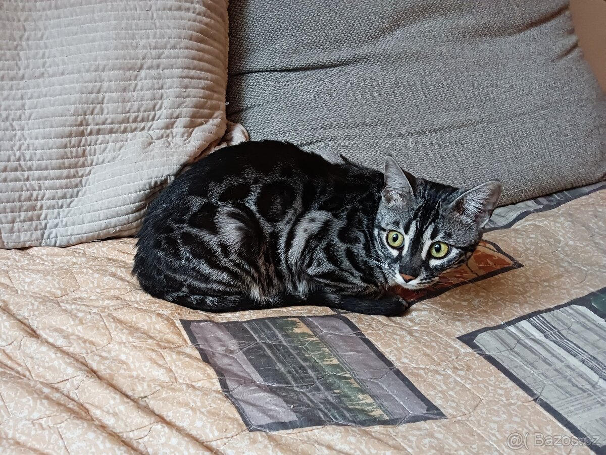 Bengálská kočička s PP - k chovu - 7