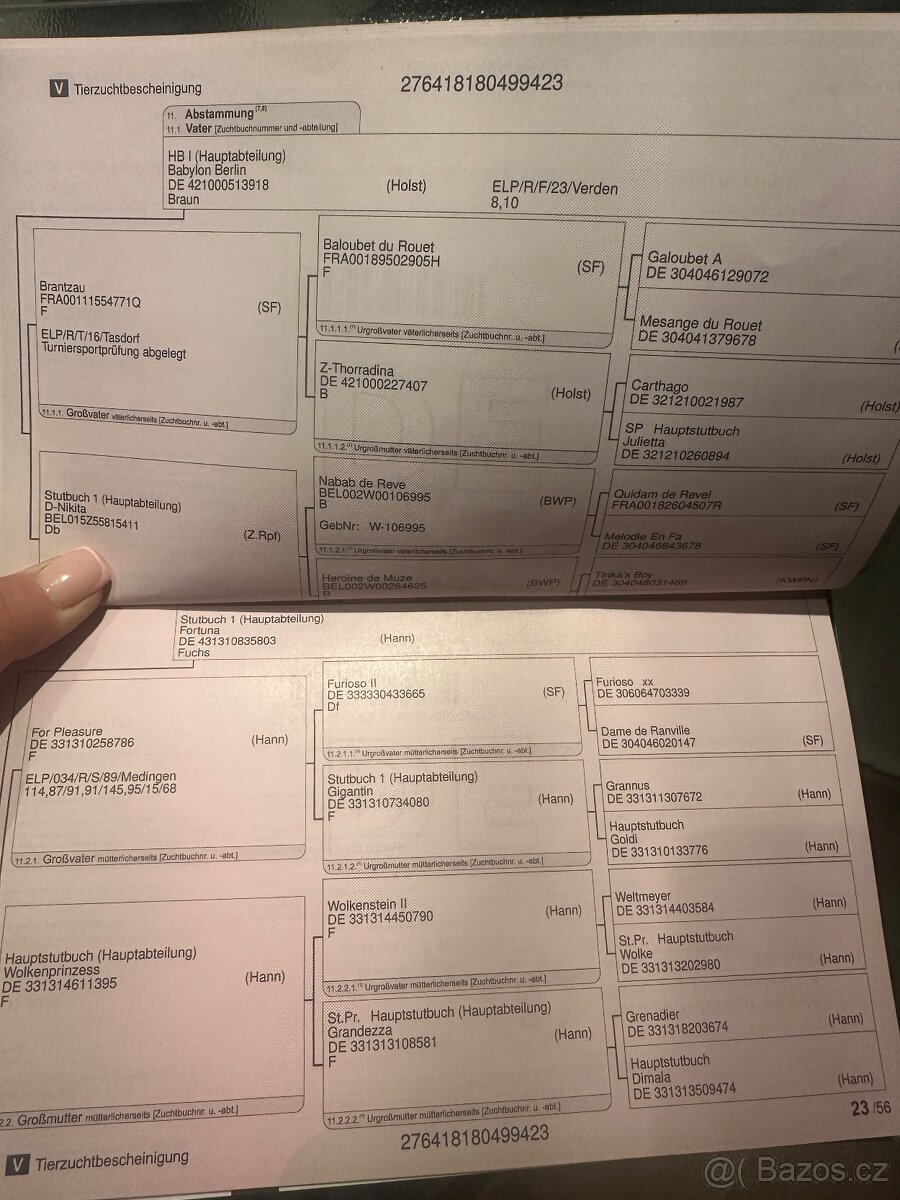 Oldenburg žrebec - 7