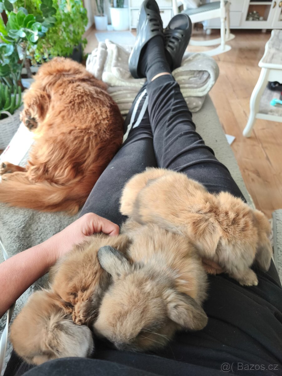 Krásní, vymazlení minilop králičci - 7