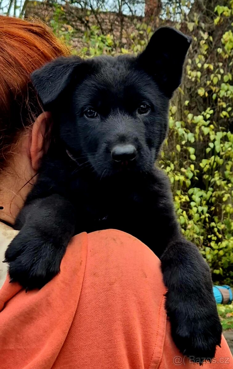Německý ovčák štěňata s PP černá a vlkošedá - 7