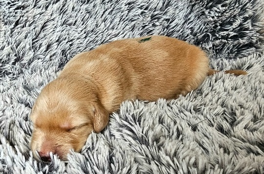 Štěňátka Hovawarta s PP - 7