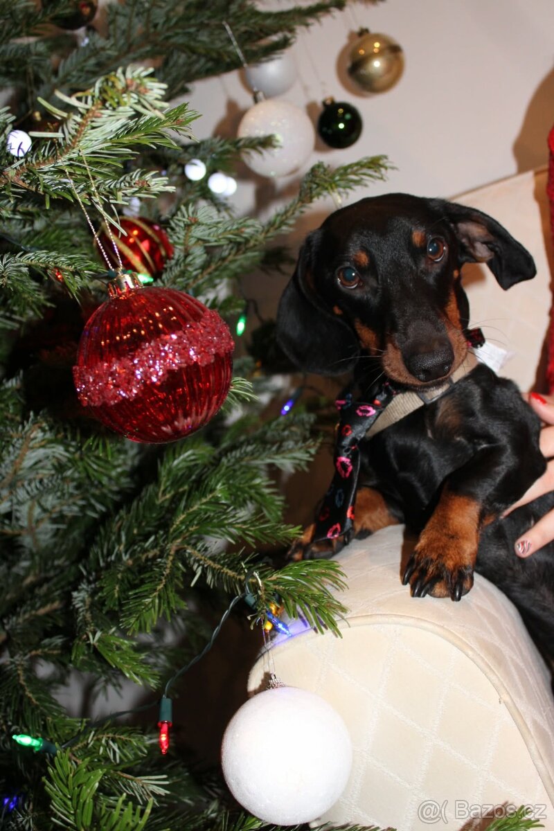 JEZEVČÍK HLADKOSRSTÝ - 7