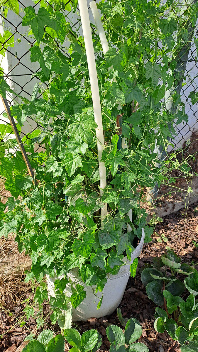 Cuca melon (mexická mini okurka) - 7