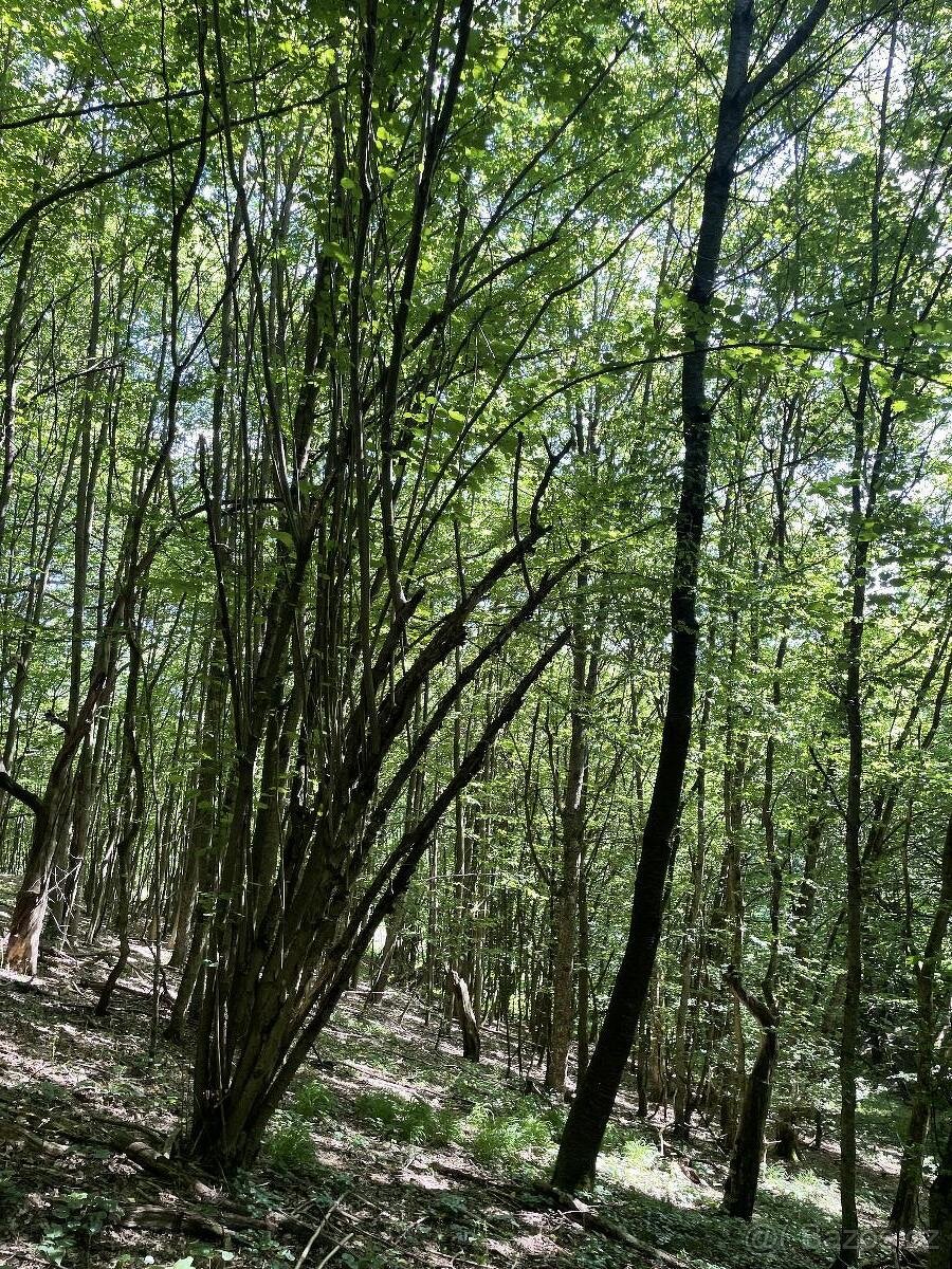 Prodám lesní pozemek v k.ú. Valašská Polanka - 7