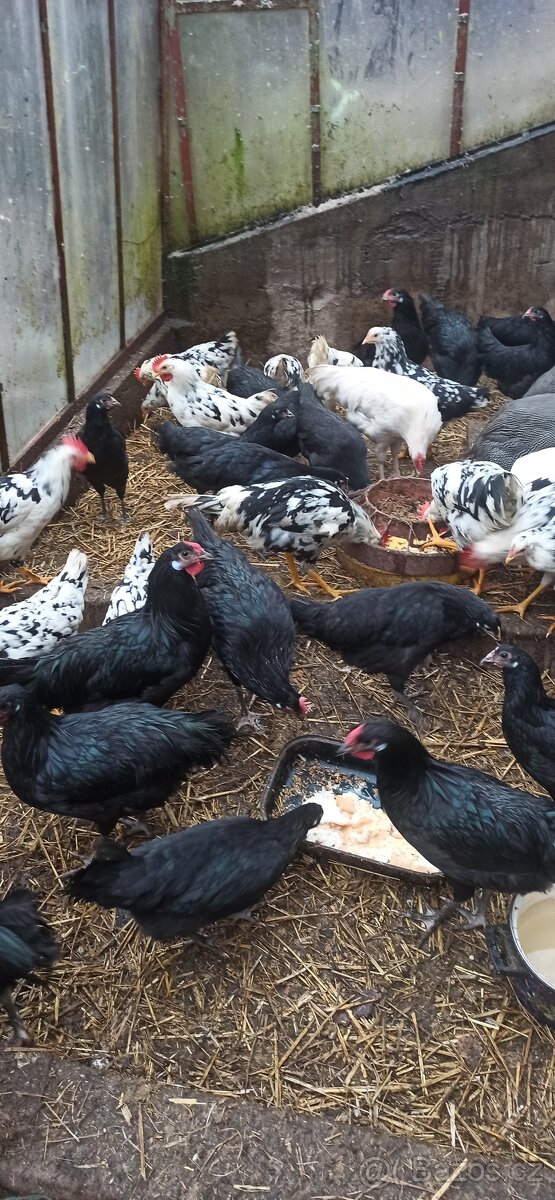 Kohouti, kuřice. - 7