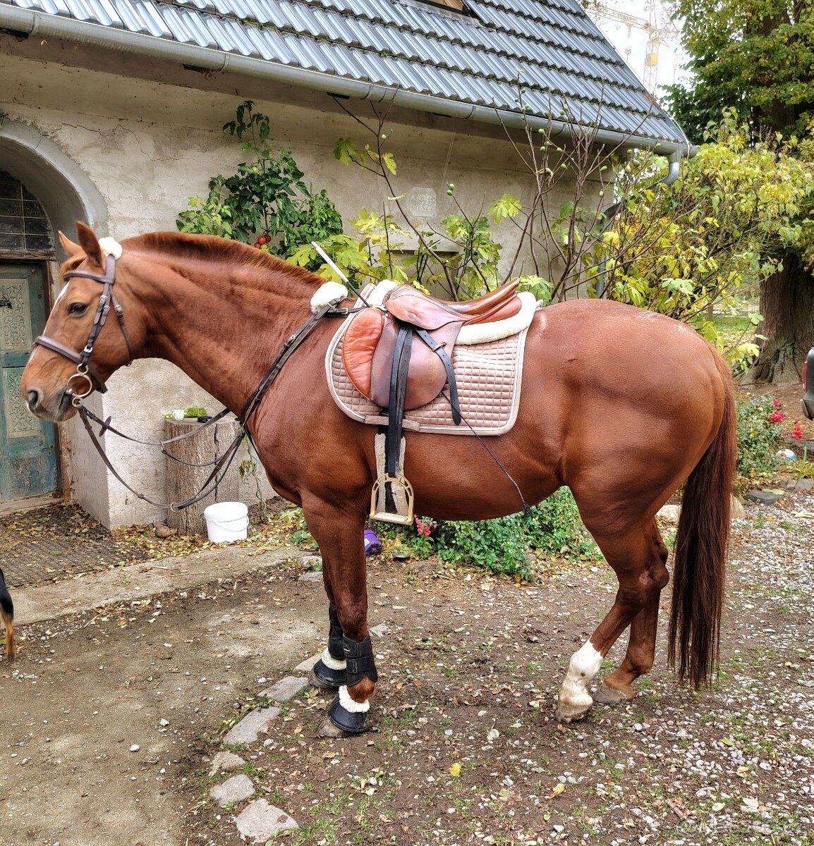 Hnědé sedlo kentaur - 7