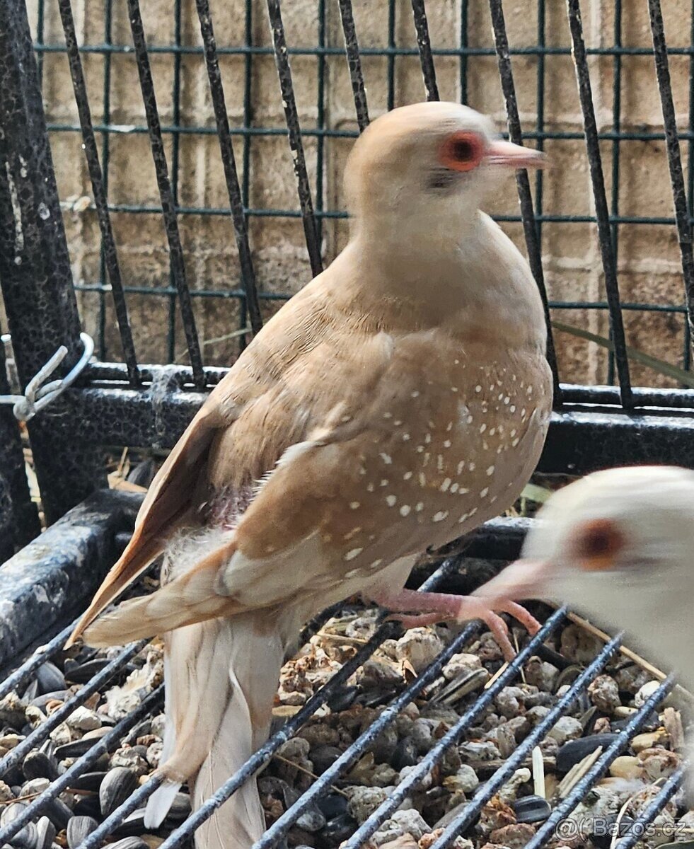 Holoubek diamantový - 7