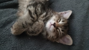 KOŤÁTKA MAINSKÁ MÝVALÍ - 7