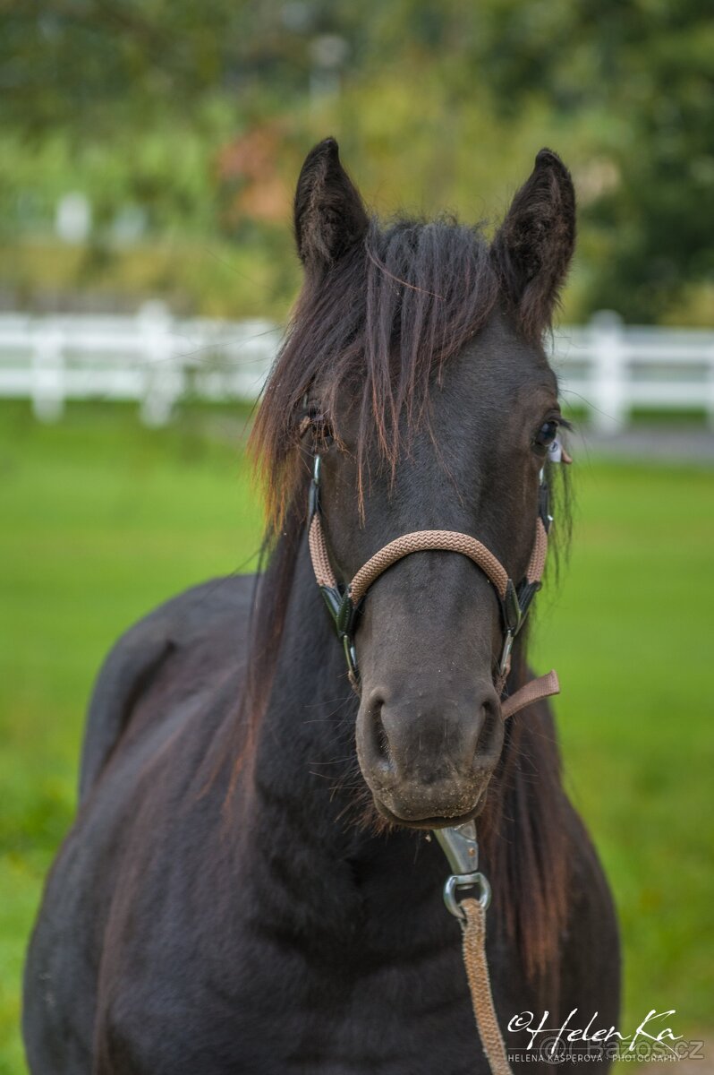 Fell Pony, klisnička 4/2024 - 7