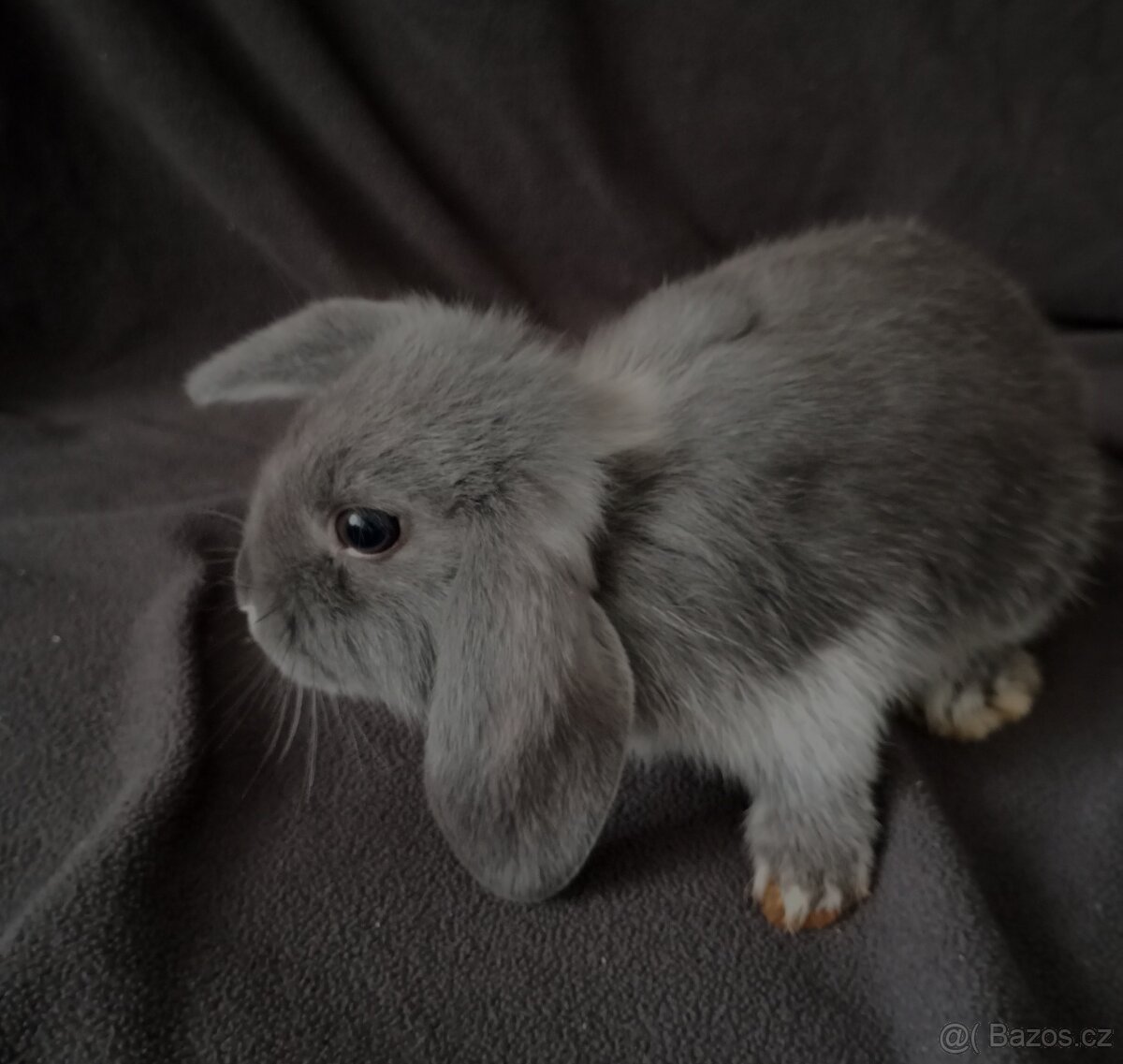 Zakrslý beránek králíček - 7