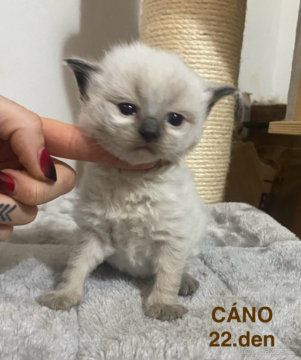 Ragdoll koťata s PP (FIFE) - 7