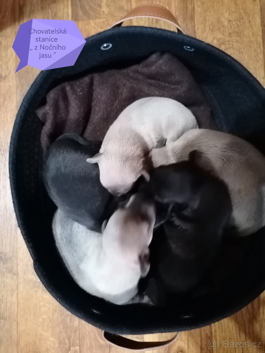 Italský chrtík s PP FCI - 7