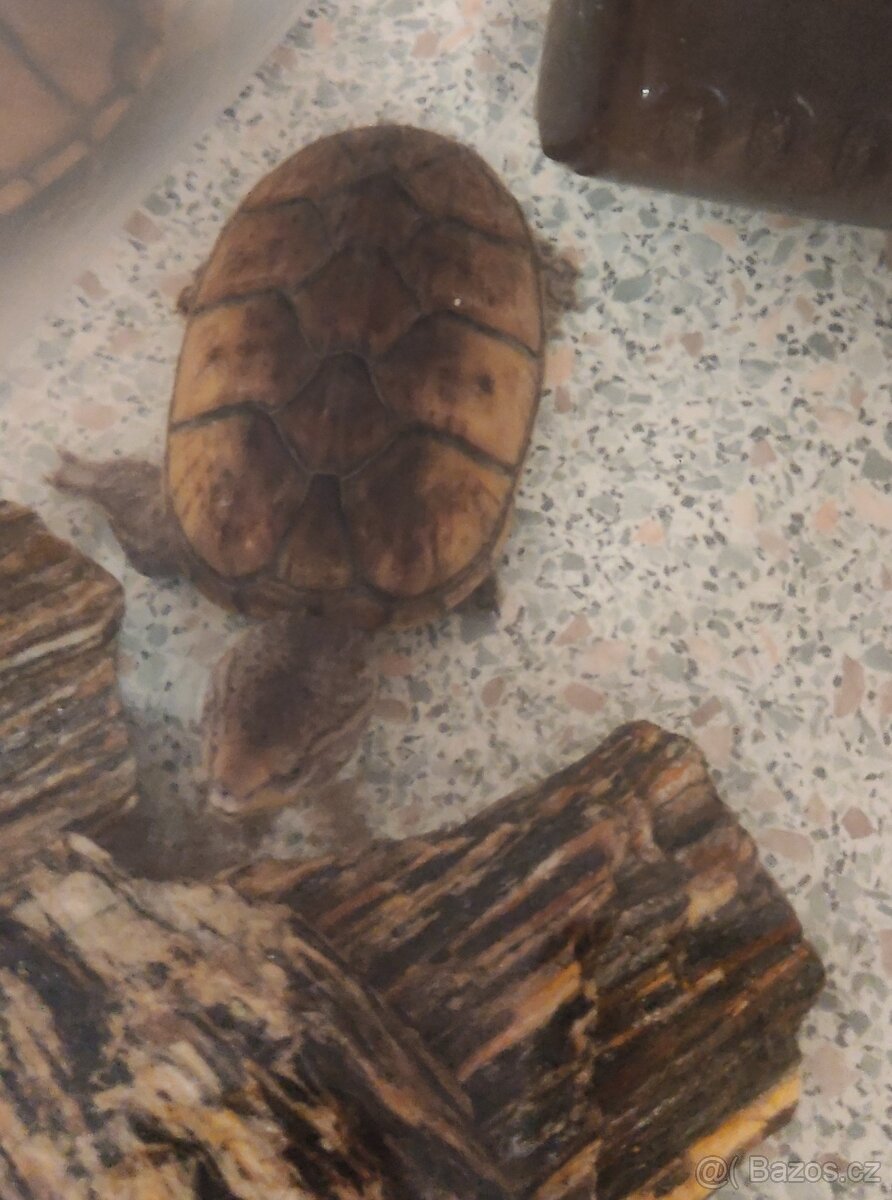 Klapavka obecná + vybavení. - 7