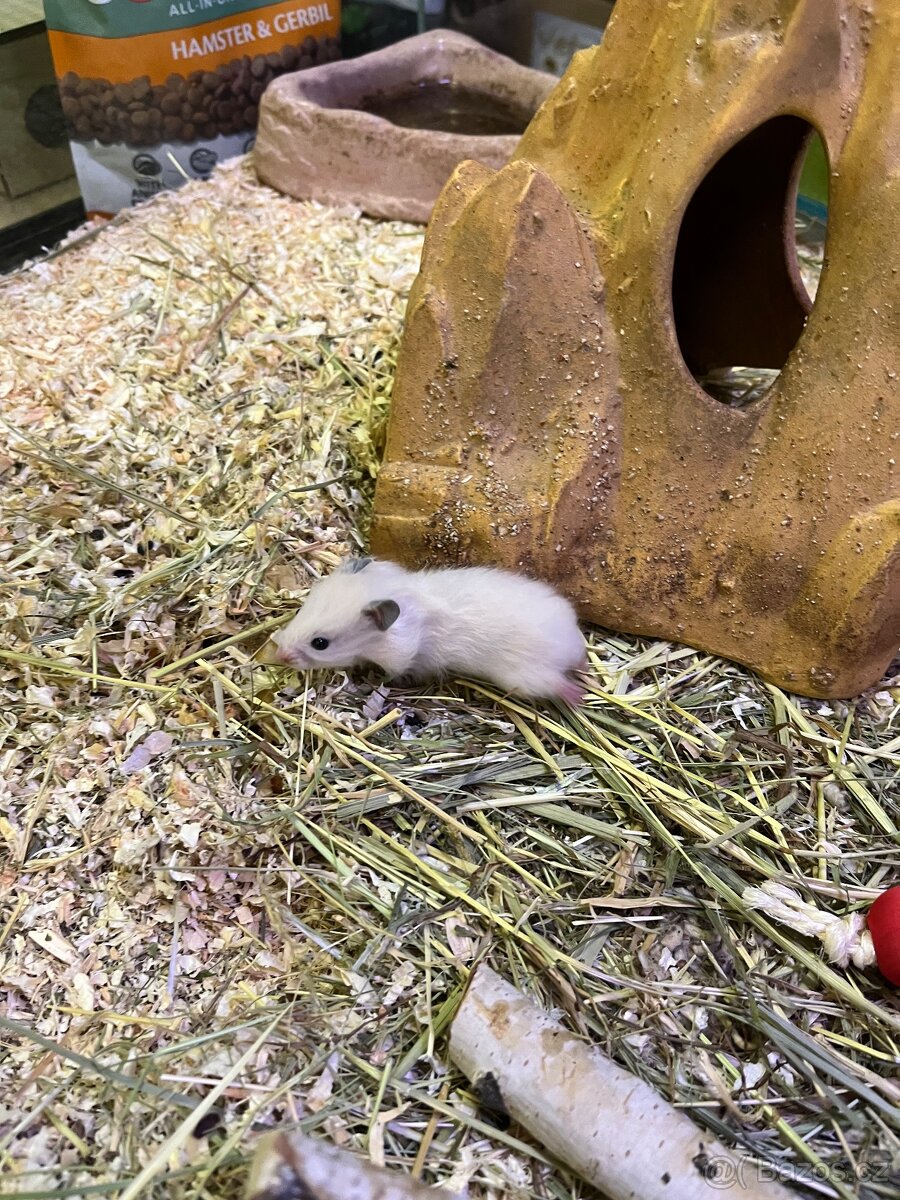 Křeček Syrský nar. 15.2.2026. - 7