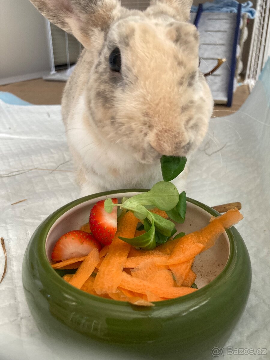 Prodám králíčka - 7