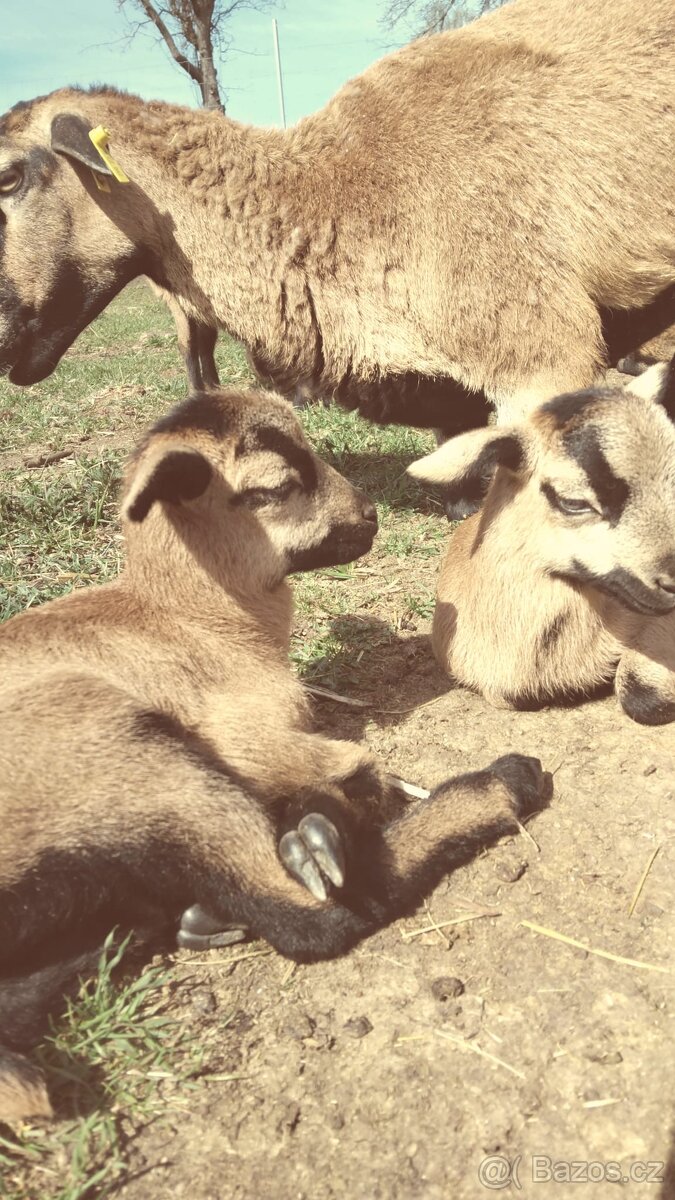 Kamerunská ovce - 7