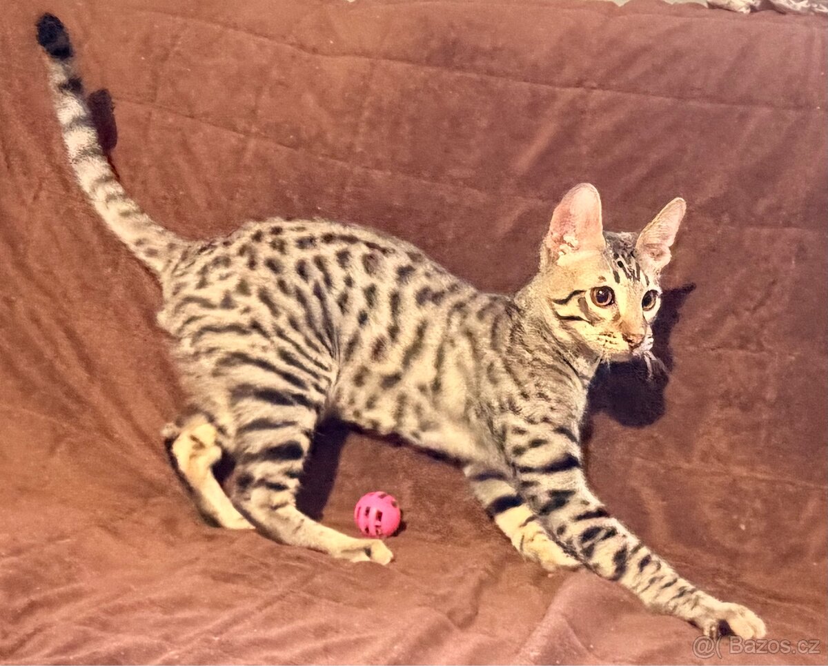 Savannah F6SBT s PP - 7