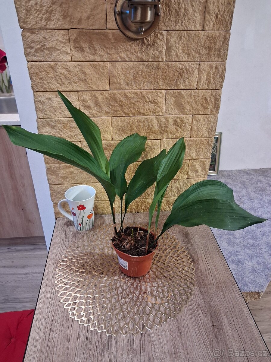 Pokojové rostliny 1 - 7