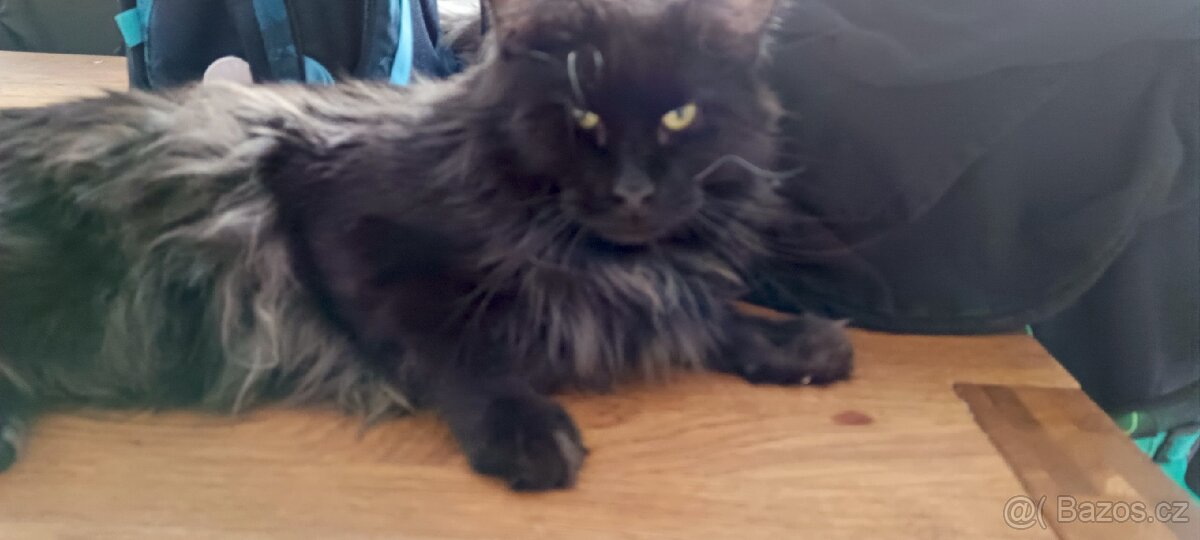 Mainská mývalí krytí - 7