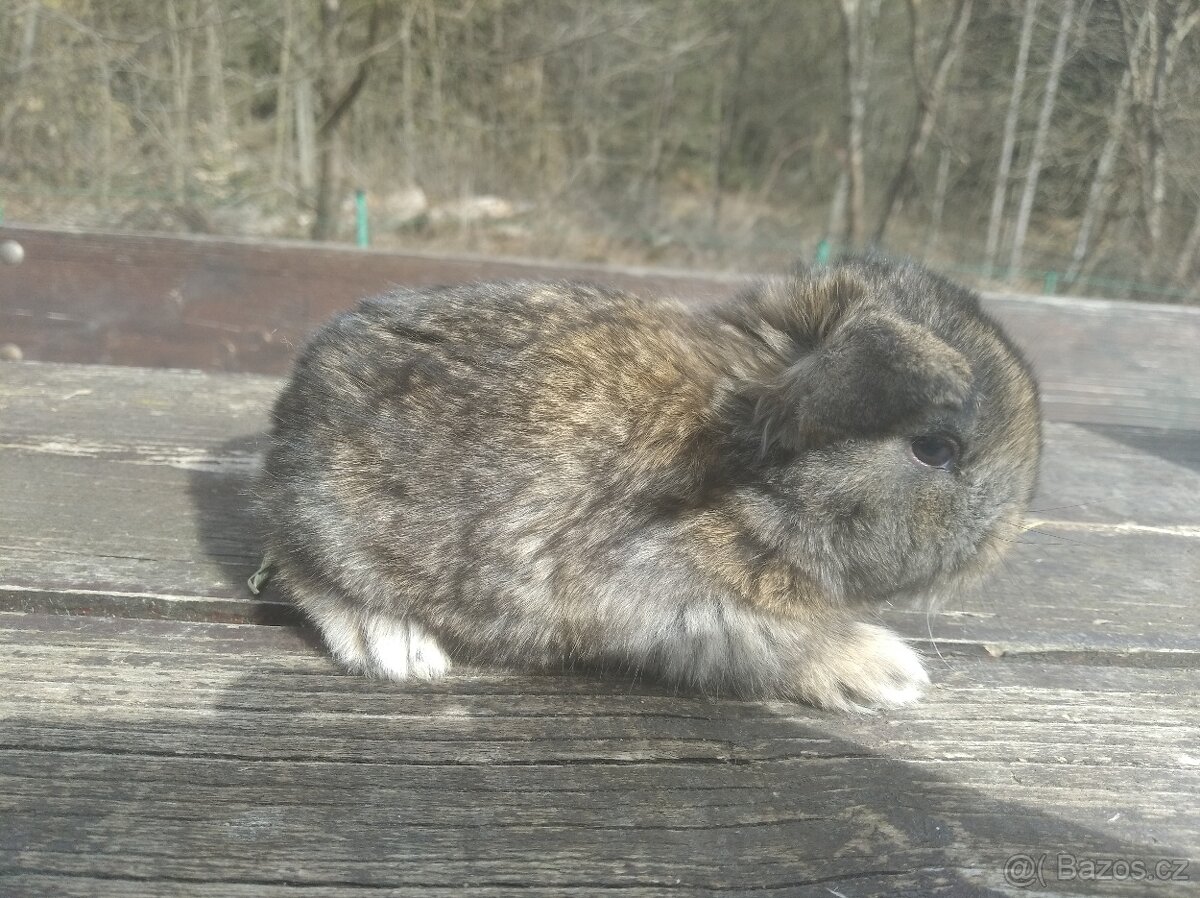 Zakrslý králík - 7