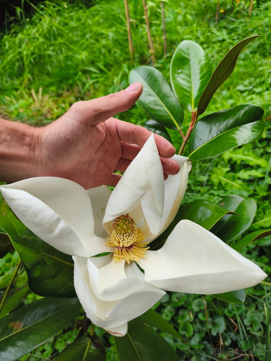 Exotické stále zelené keře - 7